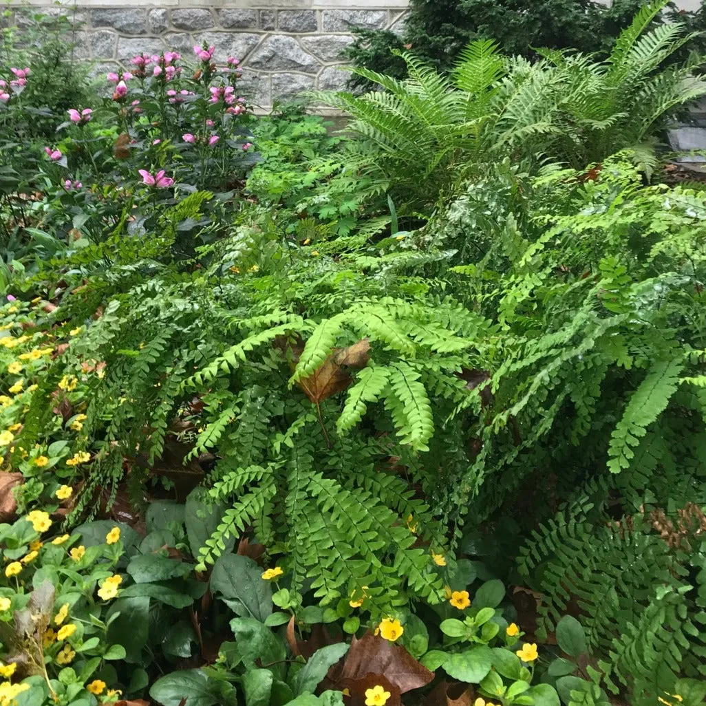 Maidenhair Fern - Adiantum pedatum