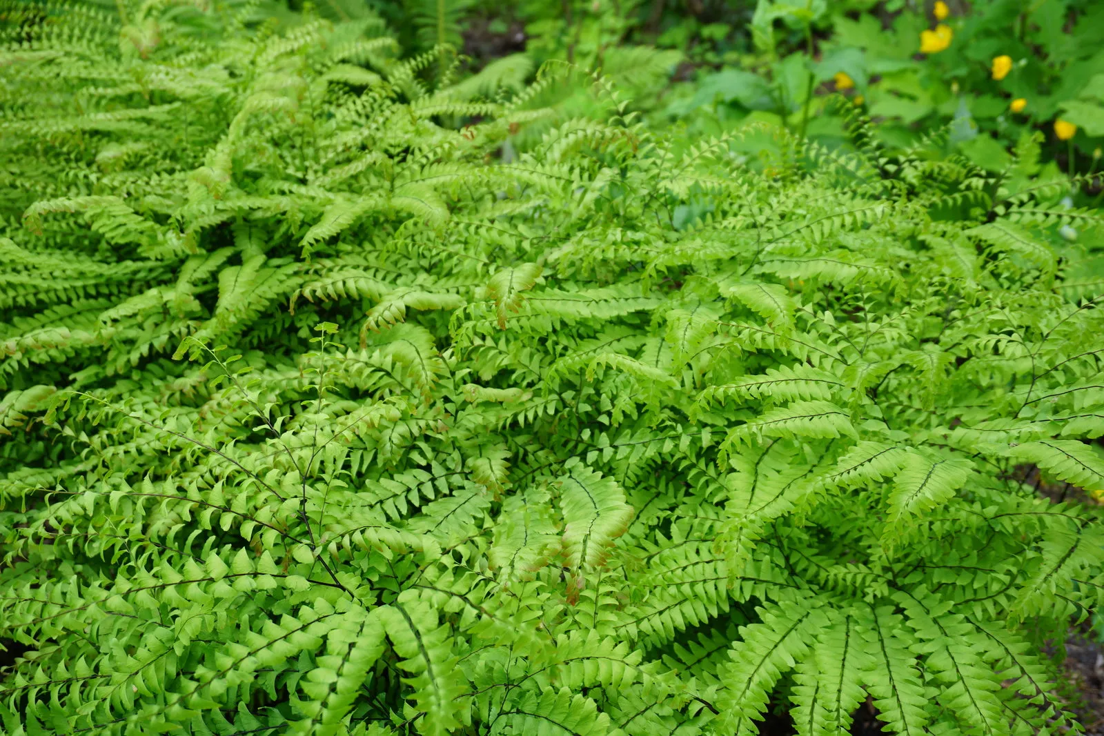 Maidenhair Fern - Adiantum pedatum